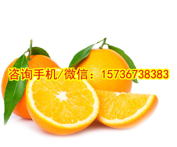 自贡代怀IP定制毛绒