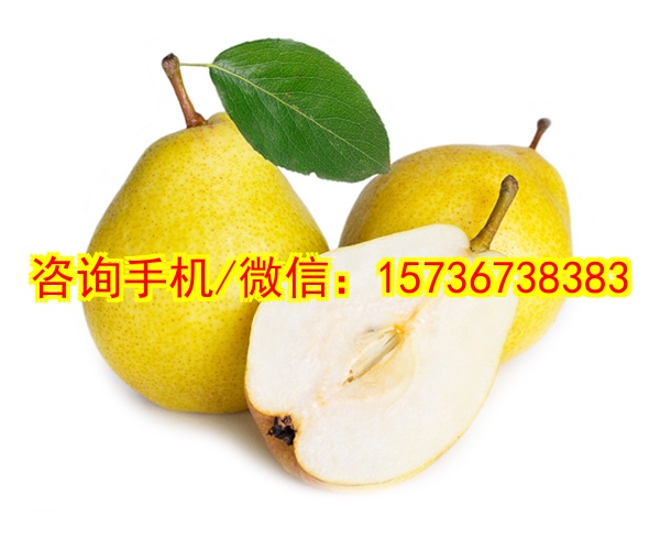自贡代生恐龙系列塑胶模型