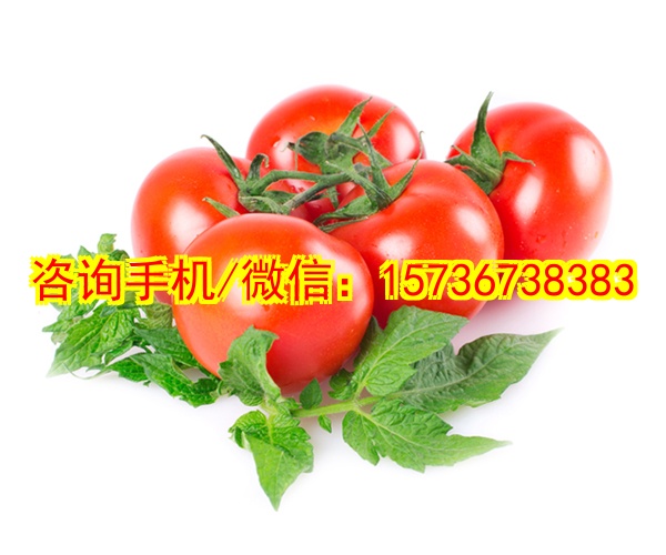 自贡代生塑胶拼装积木