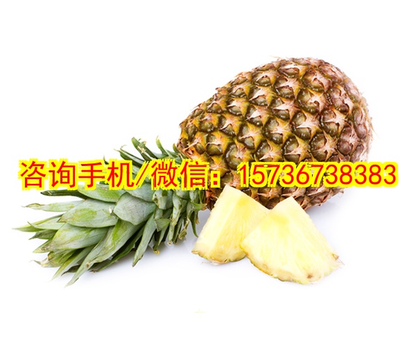 自贡代生水枪泡泡玩具