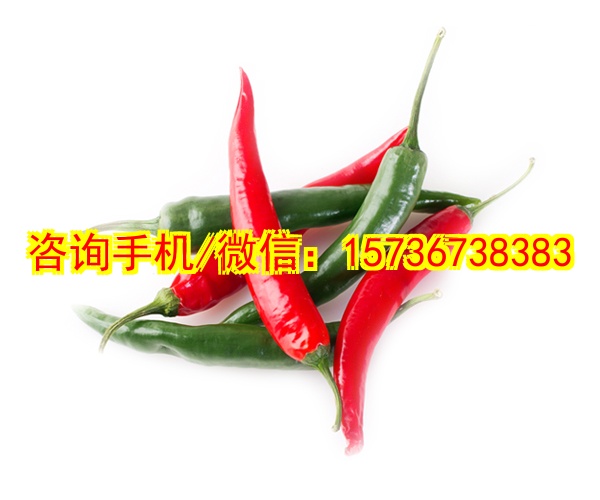 自贡代生戏水玩具