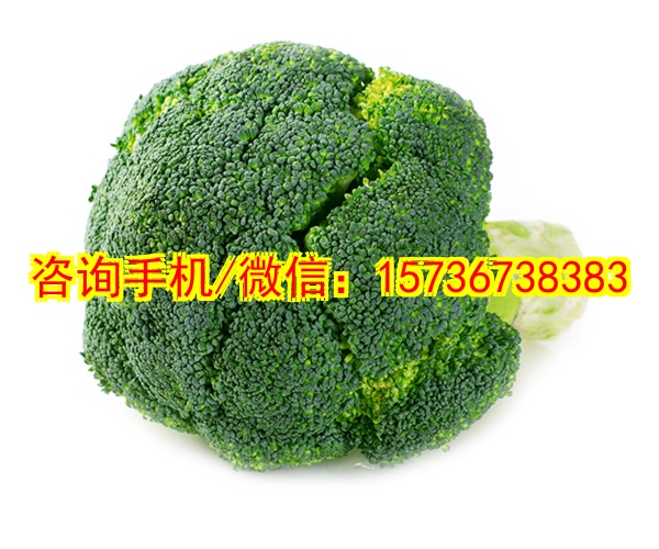 自贡代生塑胶模型定制