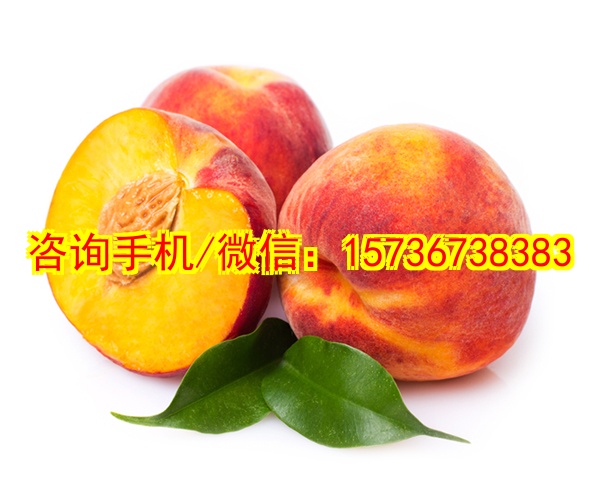 自贡代母遥控恐龙