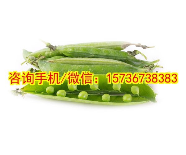 自贡代母电动轨道车