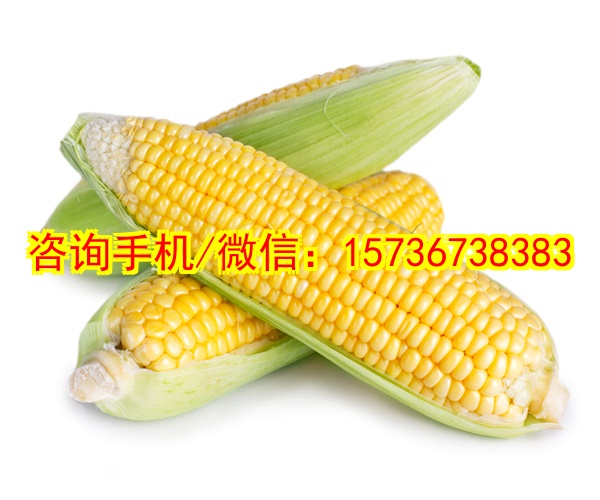 自贡代母智能机器人