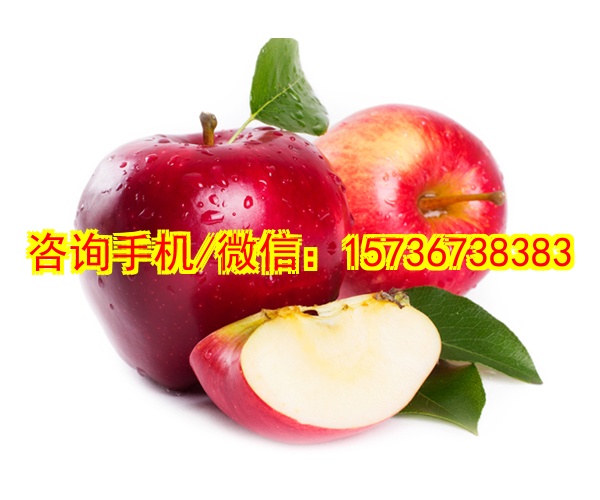 自贡助孕国潮生肖系列潮玩