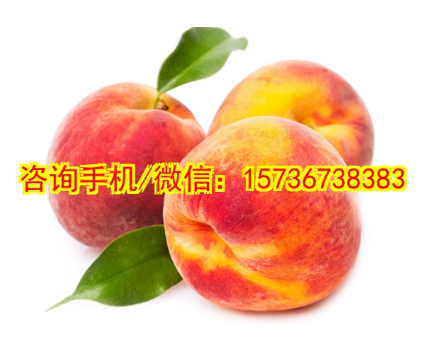自贡助孕IP联名玩具