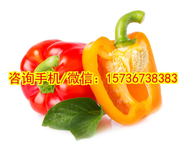 自贡代妈科学实验玩具