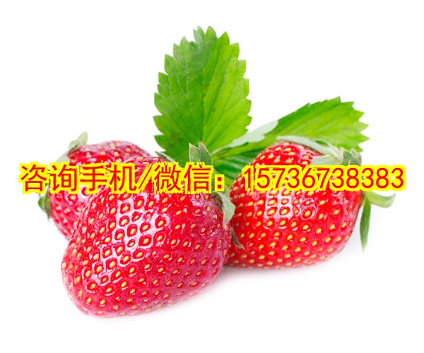 自贡代怀毛绒抱枕