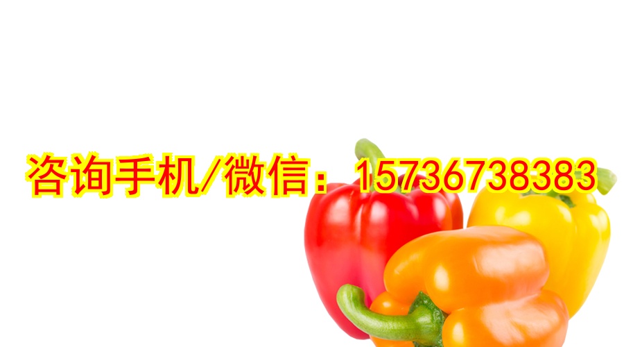 自贡代怀毛绒玩具