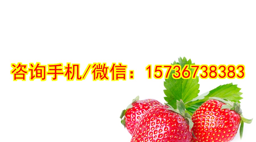 自贡代妈益智玩具