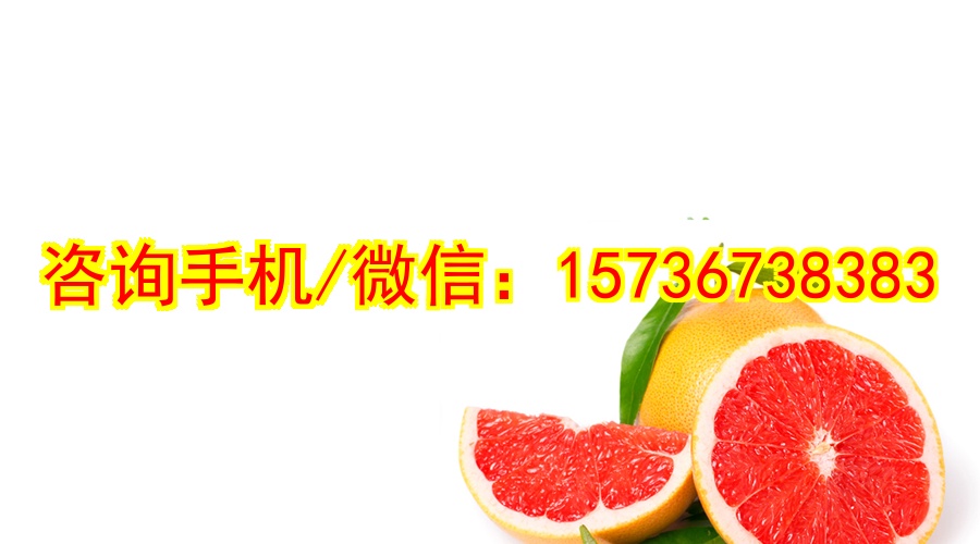 自贡代生塑胶玩具